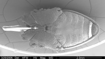 Media type: image;   Invertebrate Zoology 133769